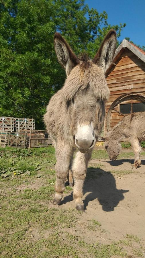 Muntershof Villa Velzeke-Ruddershove Bagian luar foto